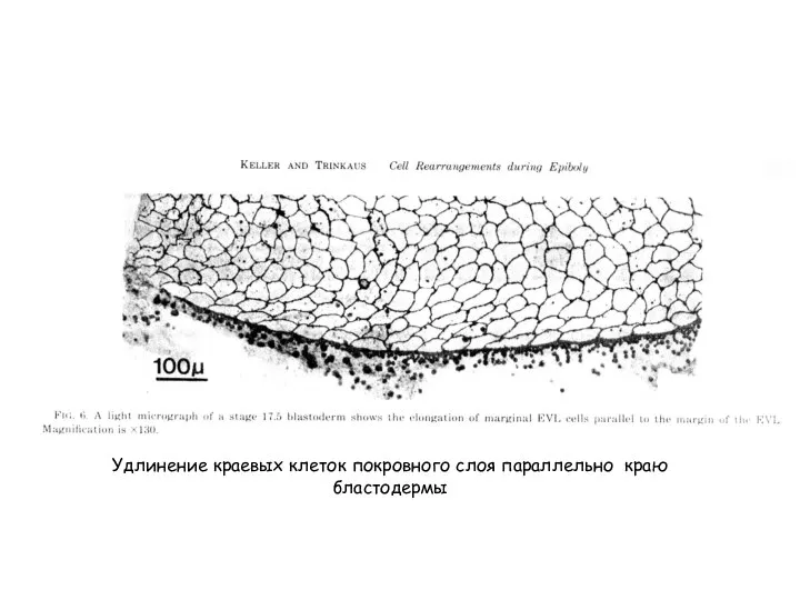 Удлинение краевых клеток покровного слоя параллельно краю бластодермы