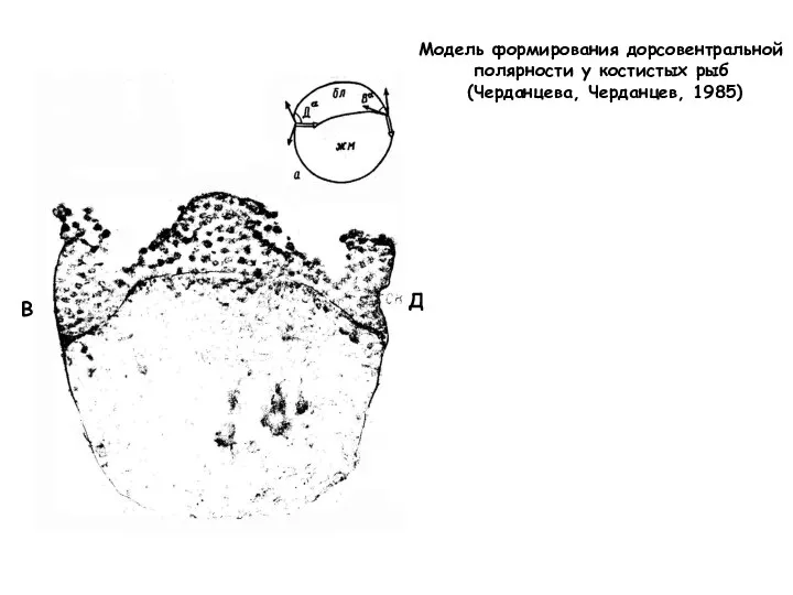 Модель формирования дорсовентральной полярности у костистых рыб (Черданцева, Черданцев, 1985) Д В