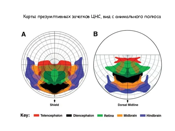 Карты презумптивных зачатков ЦНС, вид с анимального полюса