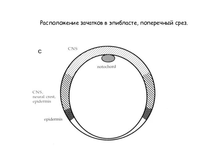 Расположение зачатков в эпибласте, поперечный срез.