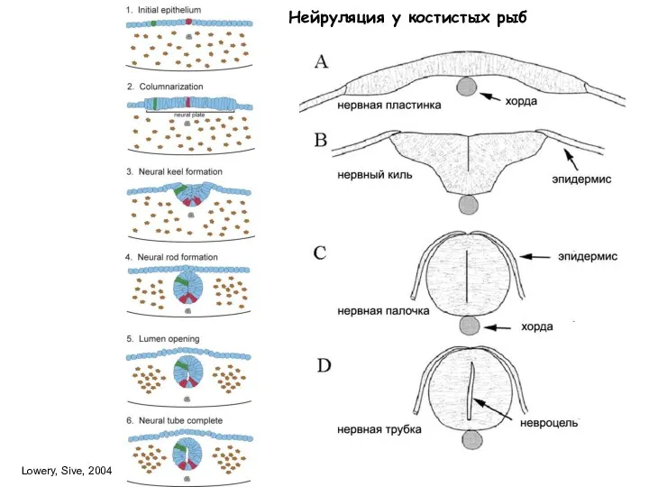 Нейруляция у костистых рыб Lowery, Sive, 2004
