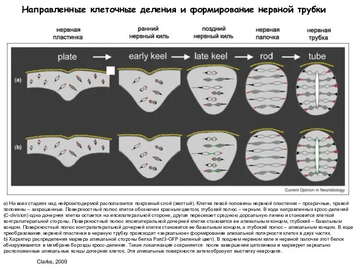 Направленные клеточные деления и формирование нервной трубки a) На всех стадиях над