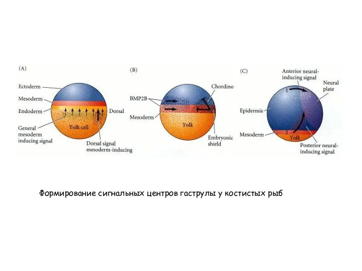 Формирование сигнальных центров гаструлы у костистых рыб