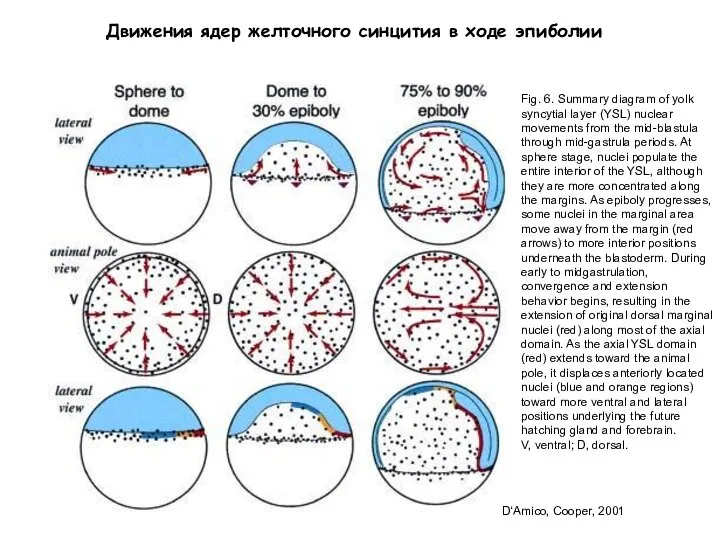 Fig. 6. Summary diagram of yolk syncytial layer (YSL) nuclear movements from