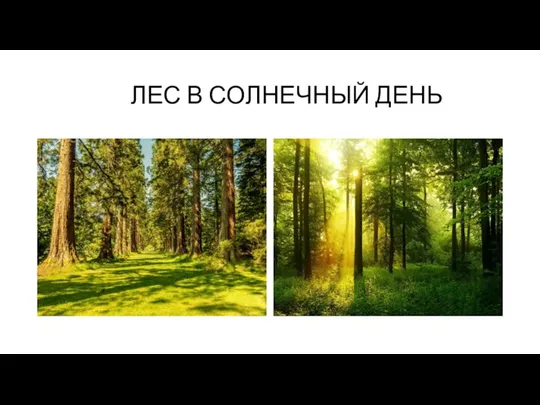 ЛЕС В СОЛНЕЧНЫЙ ДЕНЬ