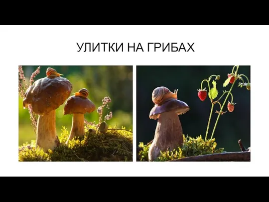 УЛИТКИ НА ГРИБАХ