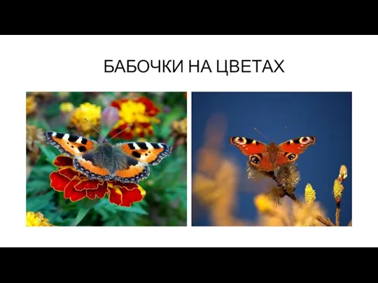 БАБОЧКИ НА ЦВЕТАХ