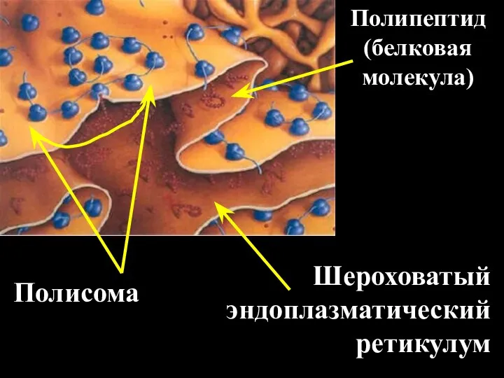 Полисома Полипептид (белковая молекула) Шероховатый эндоплазматический ретикулум