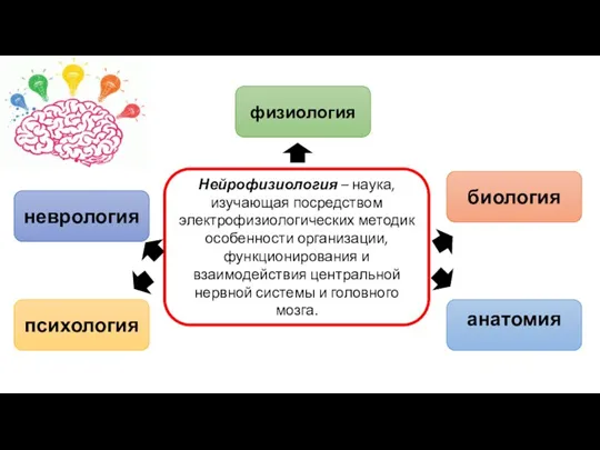 Нейрофизиология – наука, изучающая посредством электрофизиологических методик особенности организации, функционирования и взаимодействия