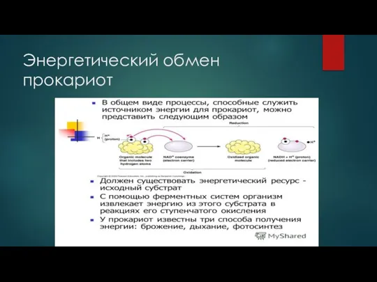 Энергетический обмен прокариот