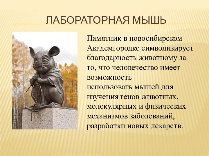 ЛАБОРАТОРНАЯ МЫШЬ Памятник в новосибирском Академгородке символизирует благодарность животному за то, что