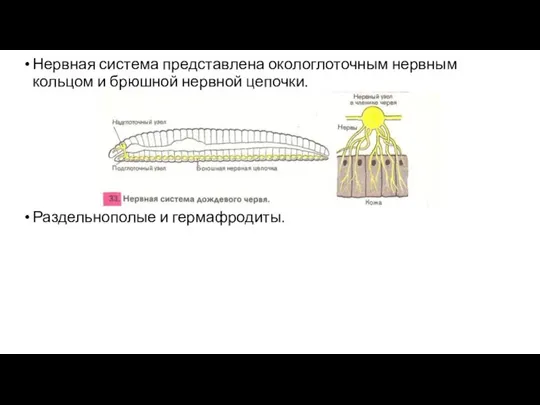 Нервная система представлена окологлоточным нервным кольцом и брюшной нервной цепочки. Раздельнополые и гермафродиты.