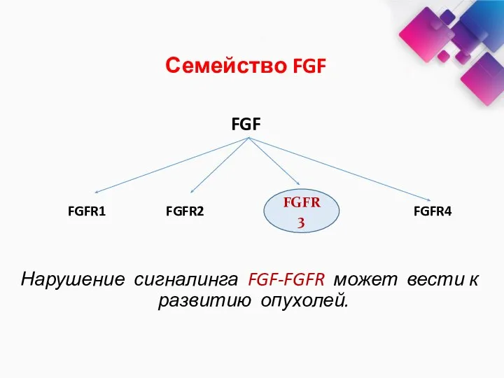 FGF FGFR1 FGFR2 FGFR4 Нарушение сигналинга FGF-FGFR может вести к развитию опухолей. Семейство FGF FGFR3