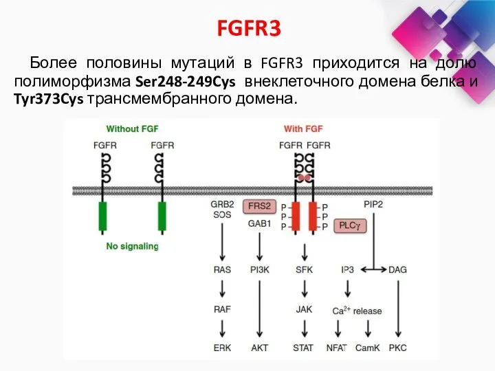 Более половины мутаций в FGFR3 приходится на долю полиморфизма Ser248-249Cys внеклеточного домена