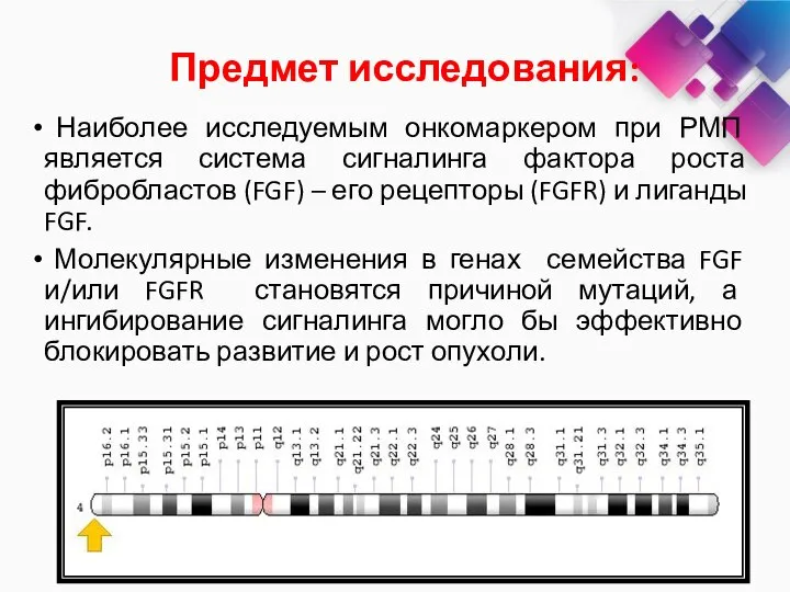 Наиболее исследуемым онкомаркером при РМП является система сигналинга фактора роста фибробластов (FGF)