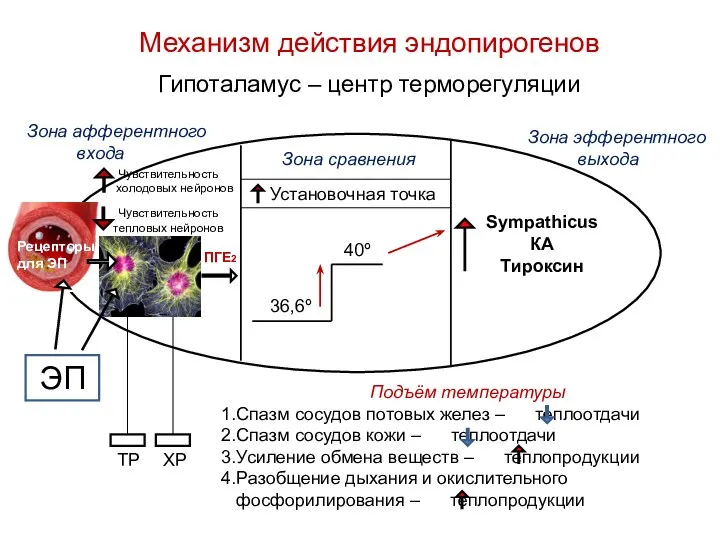 Механизм действия эндопирогенов Гипоталамус – центр терморегуляции Зона афферентного входа Зона сравнения