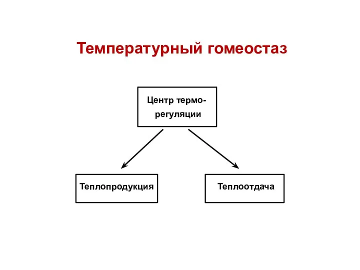 Температурный гомеостаз регуляции Теплопродукция Теплоотдача Центр термо-