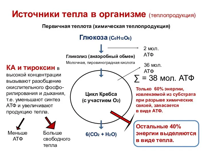 Источники тепла в организме (теплопродукция) Первичная теплота (химическая теплопродукция) Глюкоза (С6Н12О6) Гликолиз