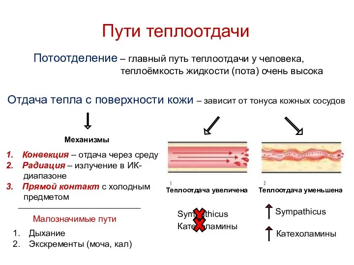 Пути теплоотдачи Потоотделение – главный путь теплоотдачи у человека, теплоёмкость жидкости (пота)