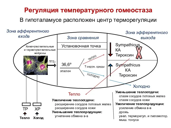 Регуляция температурного гомеостаза В гипоталамусе расположен центр терморегуляции Зона афферентного входа Зона