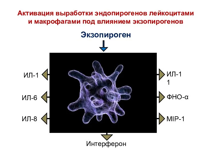 Активация выработки эндопирогенов лейкоцитами и макрофагами под влиянием экзопирогенов Экзопироген ИЛ-1 ИЛ-6