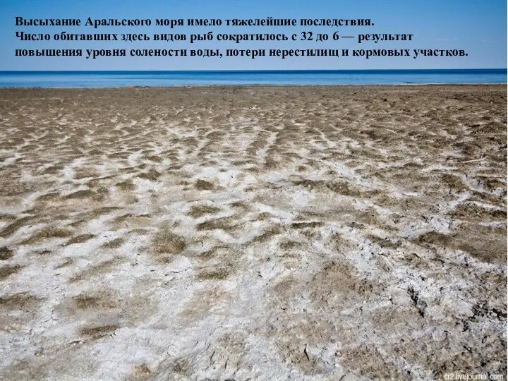 Высыхание Аральского моря имело тяжелейшие последствия. Число обитавших здесь видов рыб сократилось