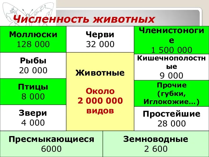 Животные Около 2 000 000 видов Земноводные 2 600 Черви 32 000