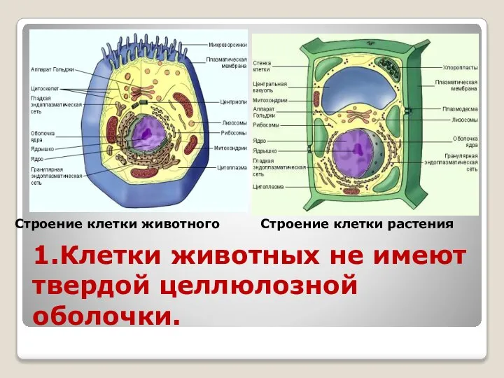 1.Клетки животных не имеют твердой целлюлозной оболочки. Строение клетки животного Строение клетки растения