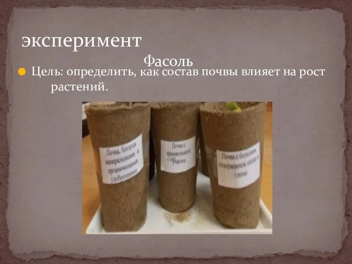 Цель: определить, как состав почвы влияет на рост растений. эксперимент Фасоль