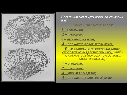 Поперечный разрез двух бобов по спинному шву. Вверху – дикорастущая соя: 1