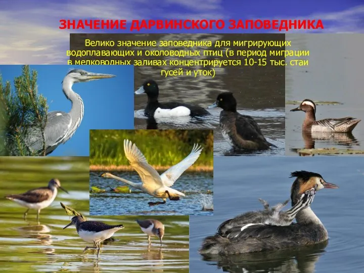 Велико значение заповедника для мигрирующих водоплавающих и околоводных птиц (в период миграции