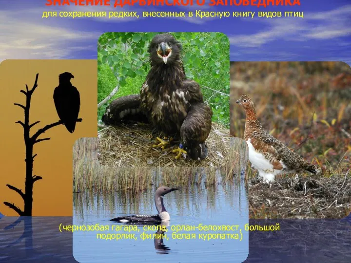 ЗНАЧЕНИЕ ДАРВИНСКОГО ЗАПОВЕДНИКА для сохранения редких, внесенных в Красную книгу видов птиц