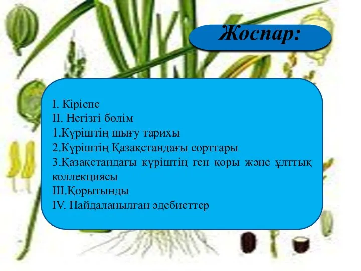 Жоспар: І. Кіріспе ІІ. Негізгі бөлім 1.Күріштің шығу тарихы 2.Күріштің Қазақстандағы сорттары