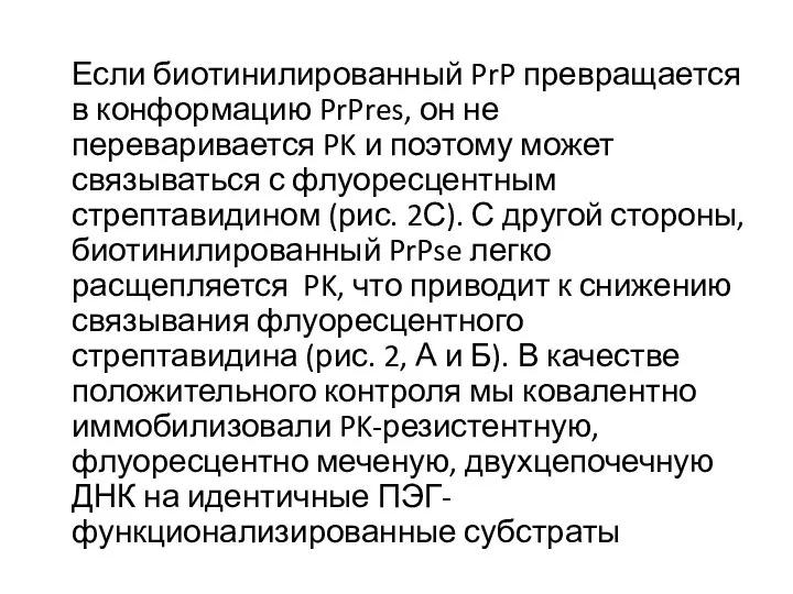 Если биотинилированный PrP превращается в конформацию PrPres, он не переваривается PK и