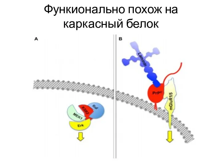 Функионально похож на каркасный белок