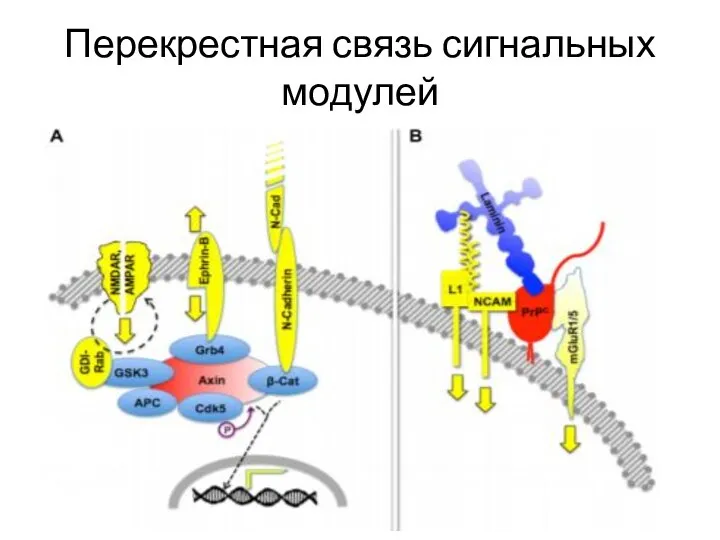 Перекрестная связь сигнальных модулей