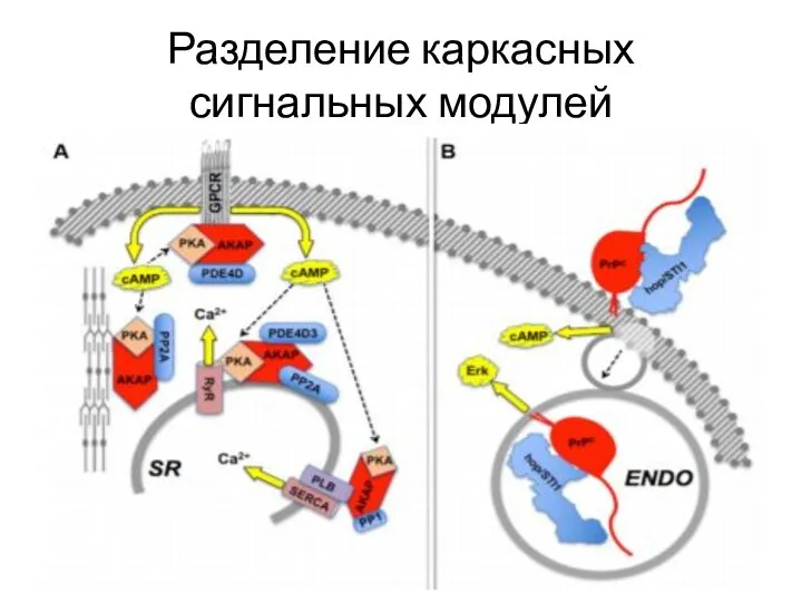 Разделение каркасных сигнальных модулей