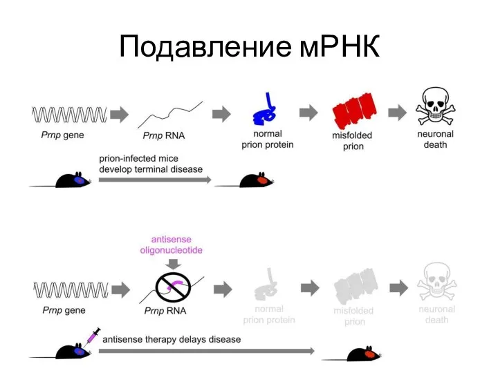 Подавление мРНК