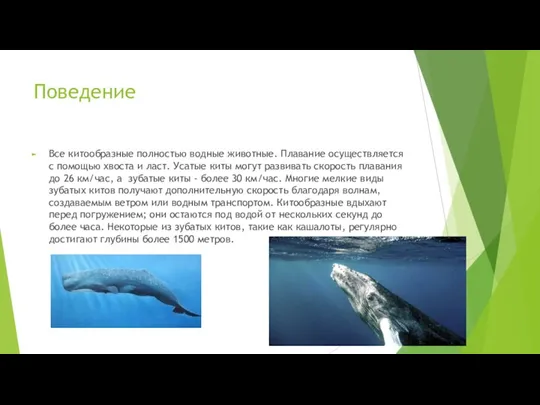 Поведение Все китообразные полностью водные животные. Плавание осуществляется с помощью хвоста и