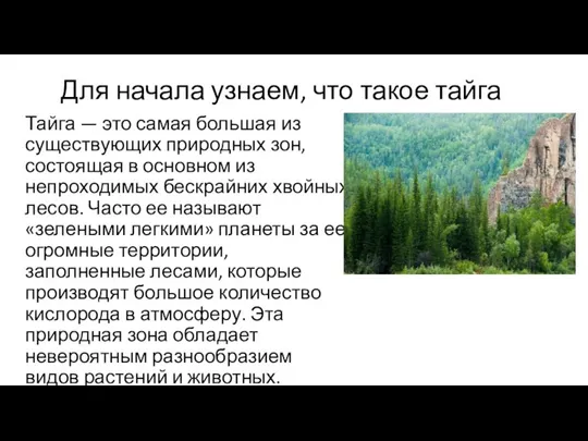 Для начала узнаем, что такое тайга Тайга — это самая большая из