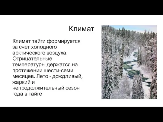 Климат Климат тайги формируется за счет холодного арктического воздуха. Отрицательные температуры держатся