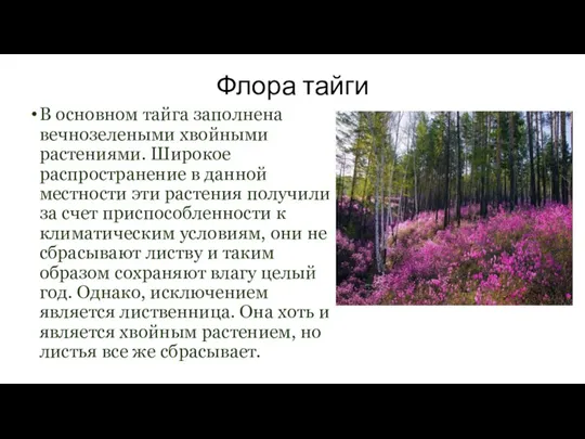 Флора тайги В основном тайга заполнена вечнозелеными хвойными растениями. Широкое распространение в