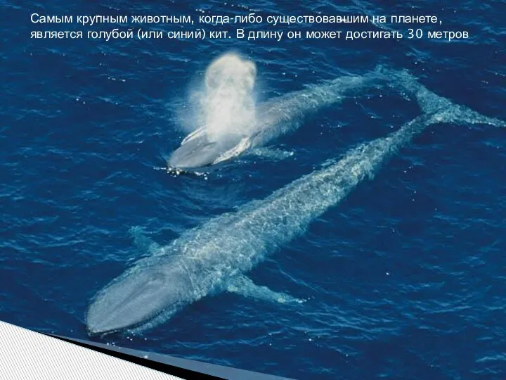 Самым крупным животным, когда-либо существовавшим на планете, является голубой (или синий) кит.