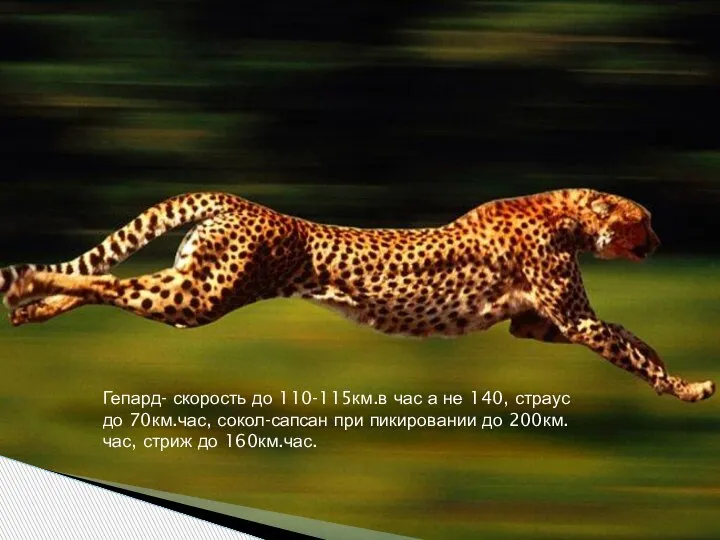 Гепард- скорость до 110-115км.в час а не 140, страус до 70км.час, сокол-сапсан