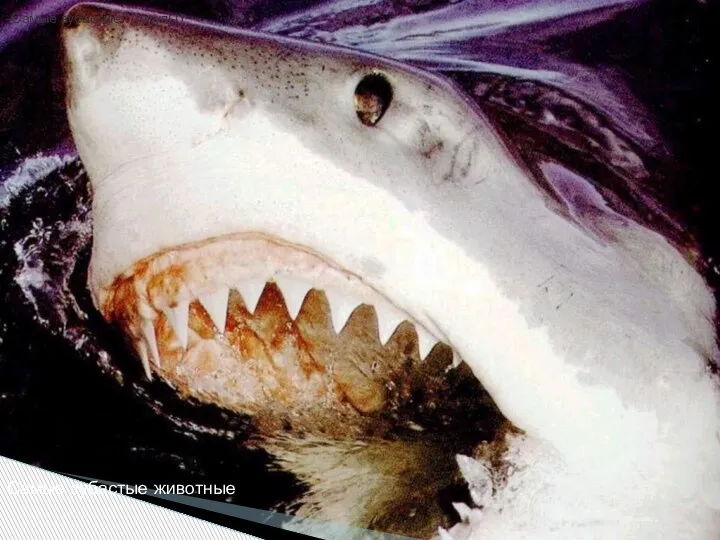 -Самые зубастые…(акулы) Самые зубастые животные