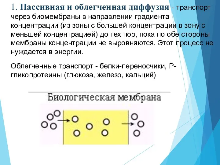 1. Пассивная и облегченная диффузия - транспорт через биомембраны в направлении градиента