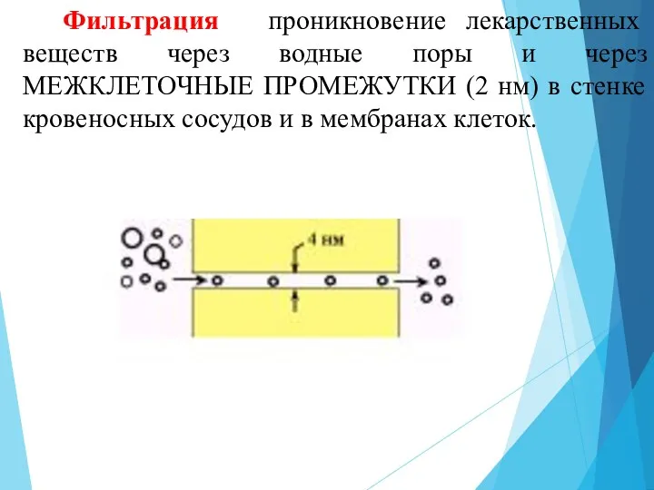 2. Фильтрация - проникновение лекарственных веществ через водные поры и через МЕЖКЛЕТОЧНЫЕ