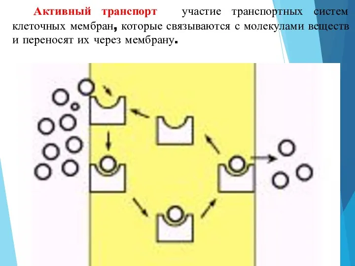 3. Активный транспорт - участие транспортных систем клеточных мембран, которые связываются с