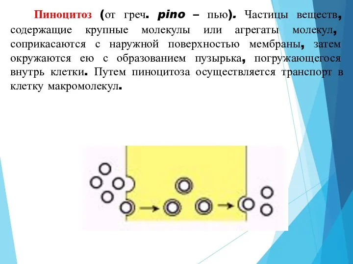 4. Пиноцитоз (от греч. pino – пью). Частицы веществ, содержащие крупные молекулы