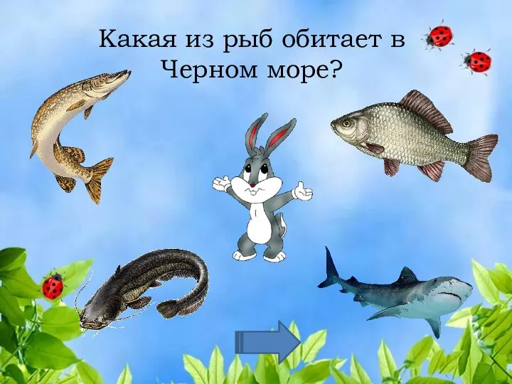 Какая из рыб обитает в Черном море?